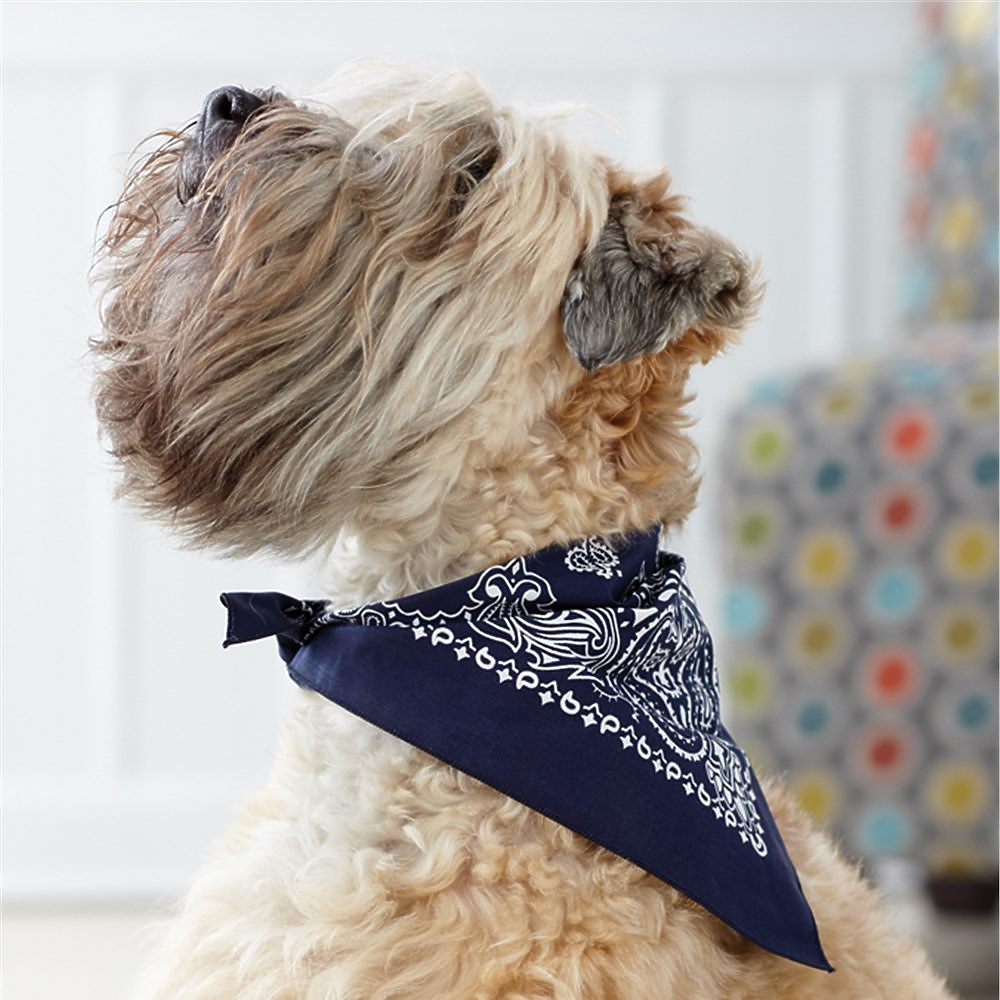 CoolAzz Pet Collar